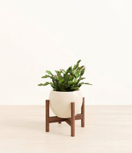 Load image into Gallery viewer, -