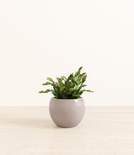 Load image into Gallery viewer, -