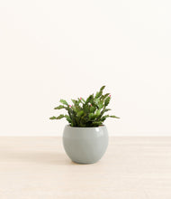 Load image into Gallery viewer, -