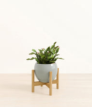 Load image into Gallery viewer, -