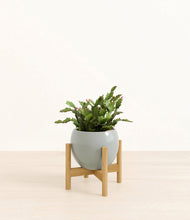 Load image into Gallery viewer, -