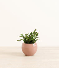 Load image into Gallery viewer, -