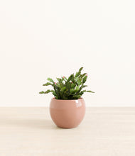 Load image into Gallery viewer, -