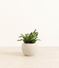 Load image into Gallery viewer, -