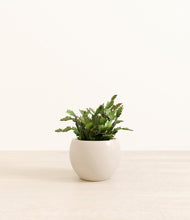 Load image into Gallery viewer, -