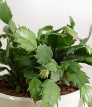 Load image into Gallery viewer, -