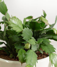 Load image into Gallery viewer, -