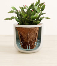 Load image into Gallery viewer, Natural Bamboo