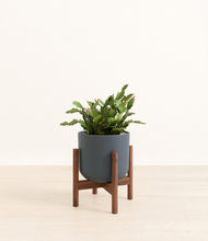 Load image into Gallery viewer, Iron Gray stand:walnut