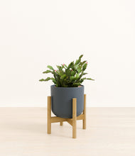 Load image into Gallery viewer, Iron Gray stand:bamboo