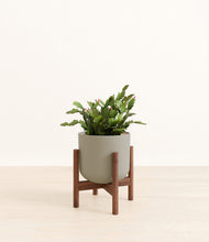 Load image into Gallery viewer, Sage Green stand:walnut
