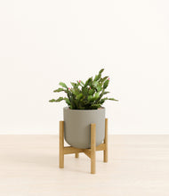 Load image into Gallery viewer, Sage Green stand:bamboo