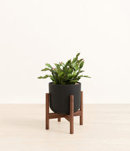 Load image into Gallery viewer, Stone Black stand:walnut