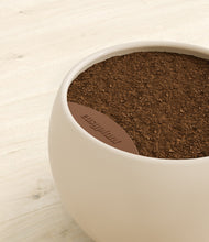 Load image into Gallery viewer, Shiny EggWhite