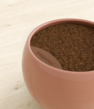 Load image into Gallery viewer, Calm Rose