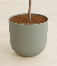 Load image into Gallery viewer, Sage Green stand:all