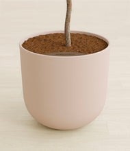 Load image into Gallery viewer, Sandy Pink stand:all