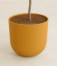 Load image into Gallery viewer, Sunset Orange stand:all