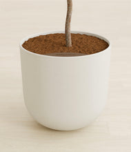 Load image into Gallery viewer, Natural Bamboo stand:all