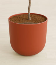 Load image into Gallery viewer, Earth Red stand:all