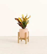 Load image into Gallery viewer, Gentle Pink stand:bamboo