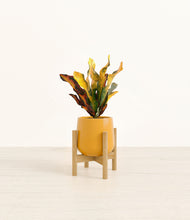 Load image into Gallery viewer, Mustard stand:bamboo