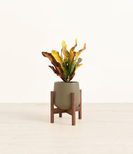 Load image into Gallery viewer, Olive stand:walnut