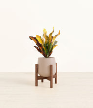 Load image into Gallery viewer, Eternal Gray stand:walnut