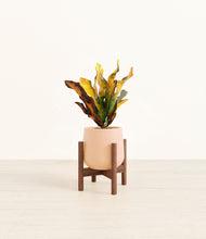 Load image into Gallery viewer, Gentle Pink stand:walnut