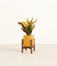Load image into Gallery viewer, Mustard stand:walnut