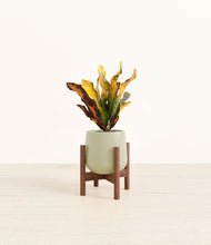 Load image into Gallery viewer, Turquoise stand:walnut