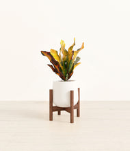 Load image into Gallery viewer, White stand:walnut