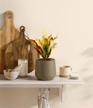 Load image into Gallery viewer, Olive