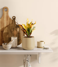 Load image into Gallery viewer, Almond Green