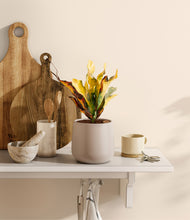 Load image into Gallery viewer, Eternal Gray