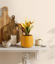 Load image into Gallery viewer, Mustard