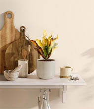 Load image into Gallery viewer, Cotton White