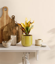 Load image into Gallery viewer, Key Lime Yellow