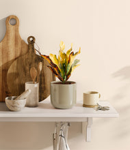 Load image into Gallery viewer, Sage Green