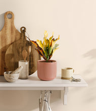 Load image into Gallery viewer, Striped Rose Pink