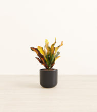 Load image into Gallery viewer, Stone Black