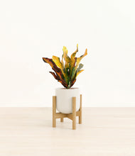 Load image into Gallery viewer, Cotton White stand:bamboo