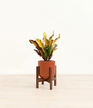 Load image into Gallery viewer, Glossy Red stand:walnut