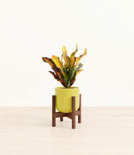 Load image into Gallery viewer, Key Lime Yellow stand:walnut