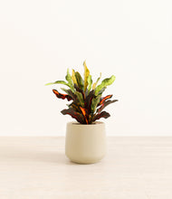 Load image into Gallery viewer, Almond Green