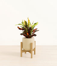 Load image into Gallery viewer, Almond Green stand:bamboo