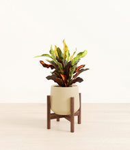 Load image into Gallery viewer, Almond Green stand:walnut