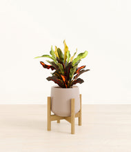 Load image into Gallery viewer, Eternal Gray stand:bamboo