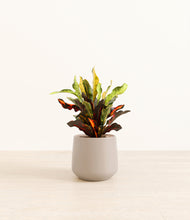 Load image into Gallery viewer, Eternal Gray