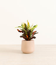 Load image into Gallery viewer, Gentle Pink